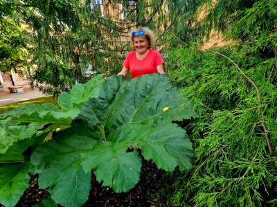 Gunnera manicata barota rukávovitá - mladá rostliny po první zimě v zemi